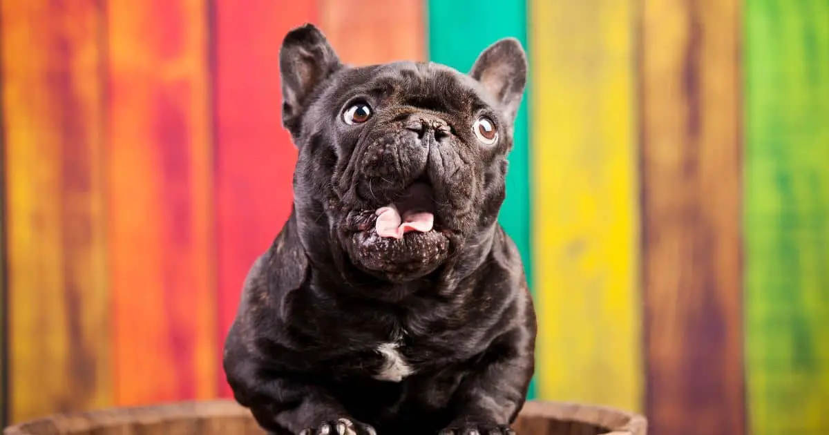 3 Important Factors Behind French Bulldog Screaming