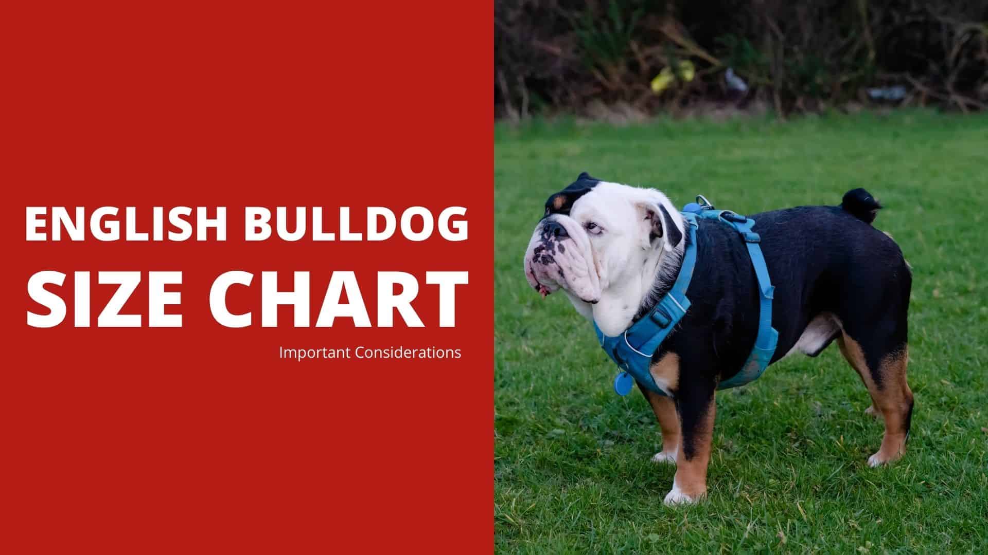English Bulldog Size Chart: 5+ Important Considerations