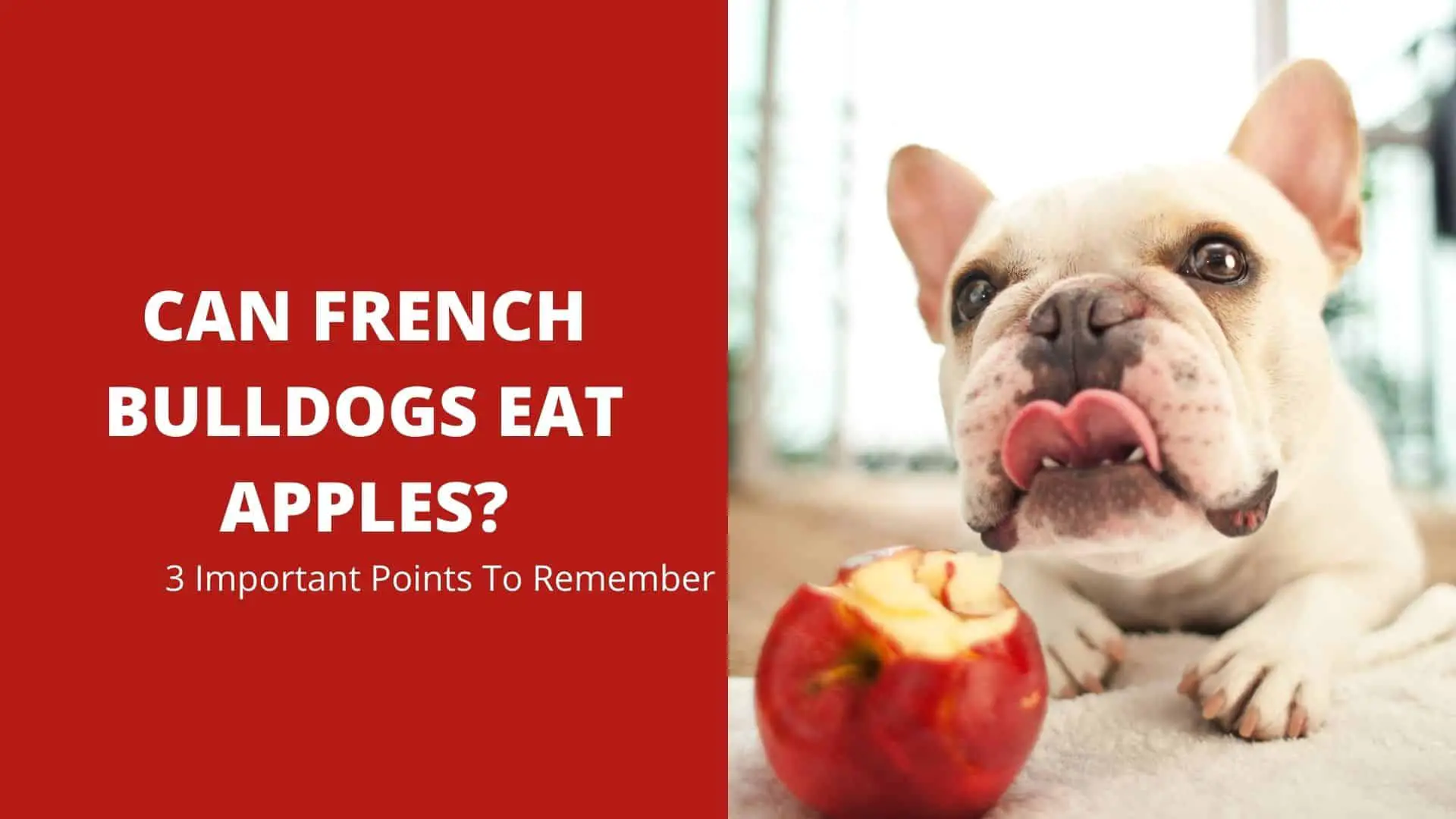 Can French Bulldogs Eat Apples? 3 Important Points To Remember
