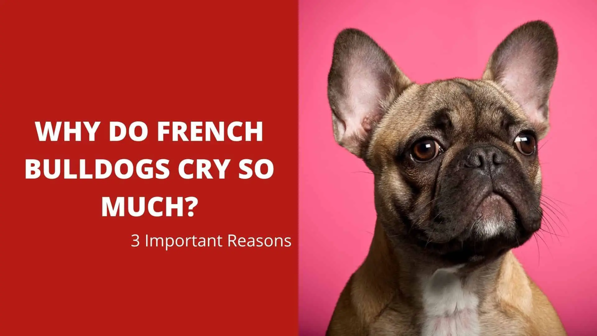 3 Important Reasons – Why Do French Bulldogs Cry So Much?