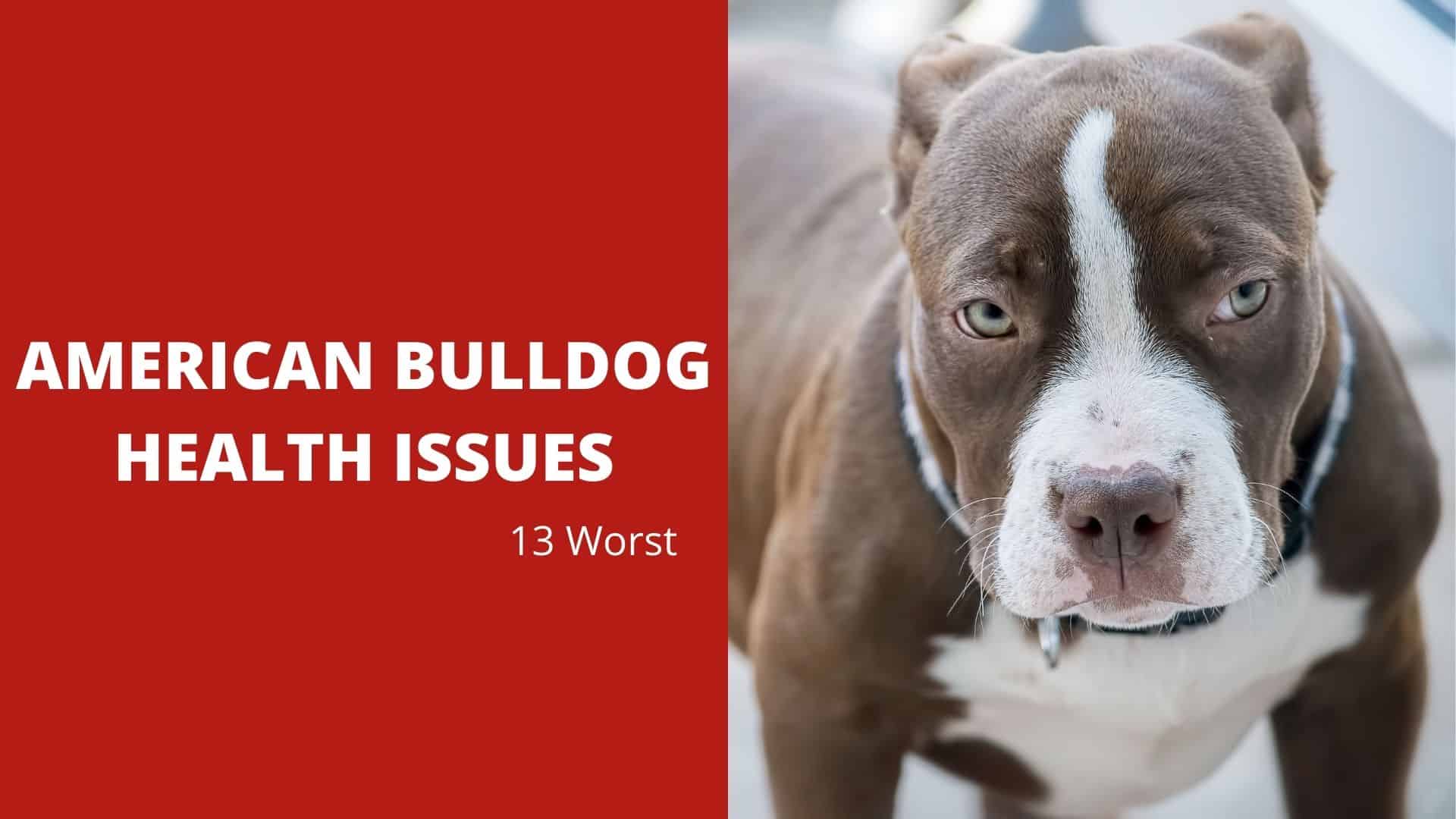 American Bulldog Health Issues – 13 Worst