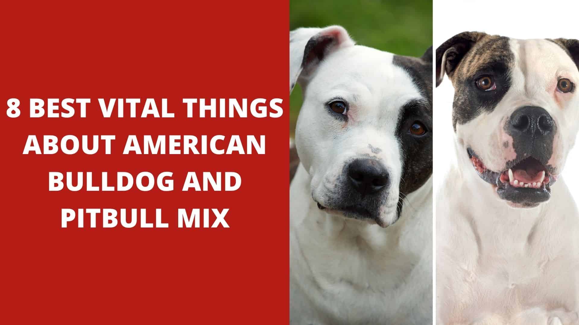 8 Best Vital Things About American Bulldog and Pitbull Mix