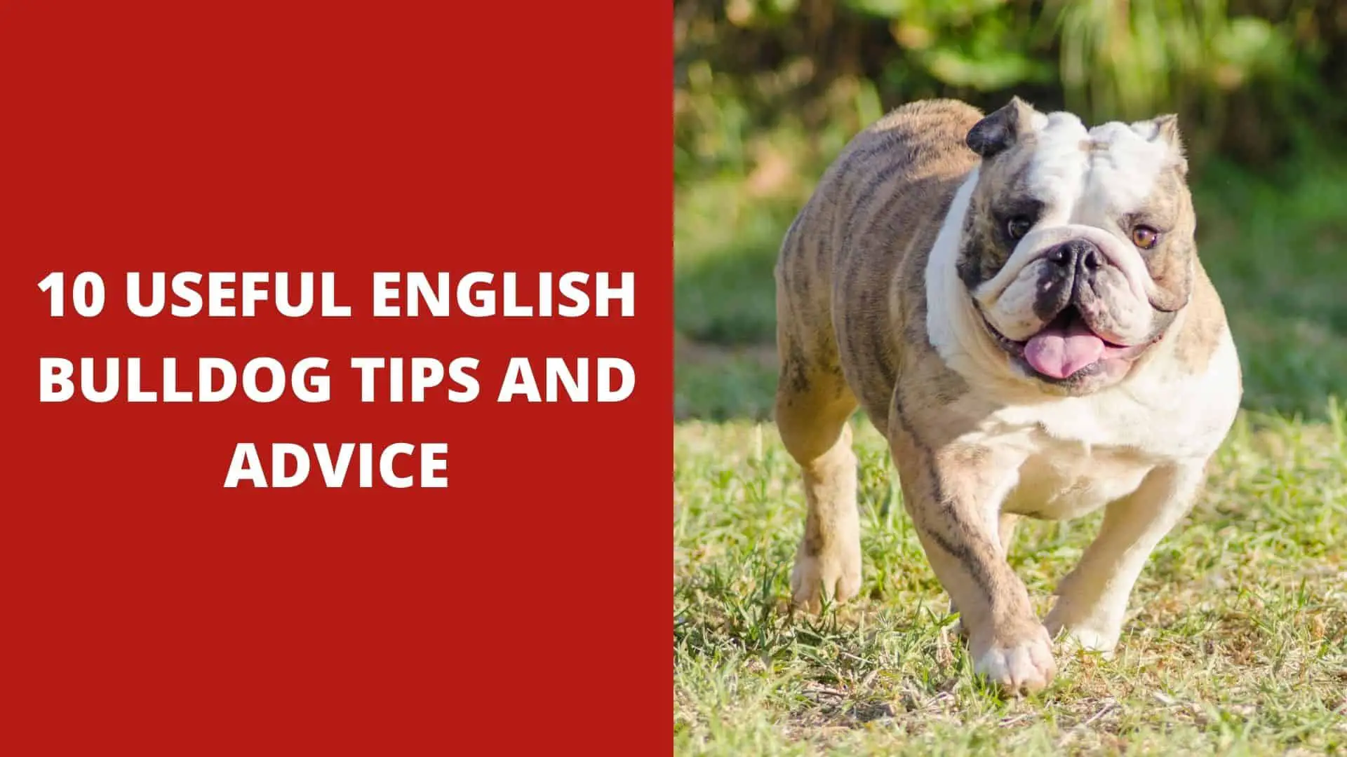 10 Useful English Bulldog Tips and Advice