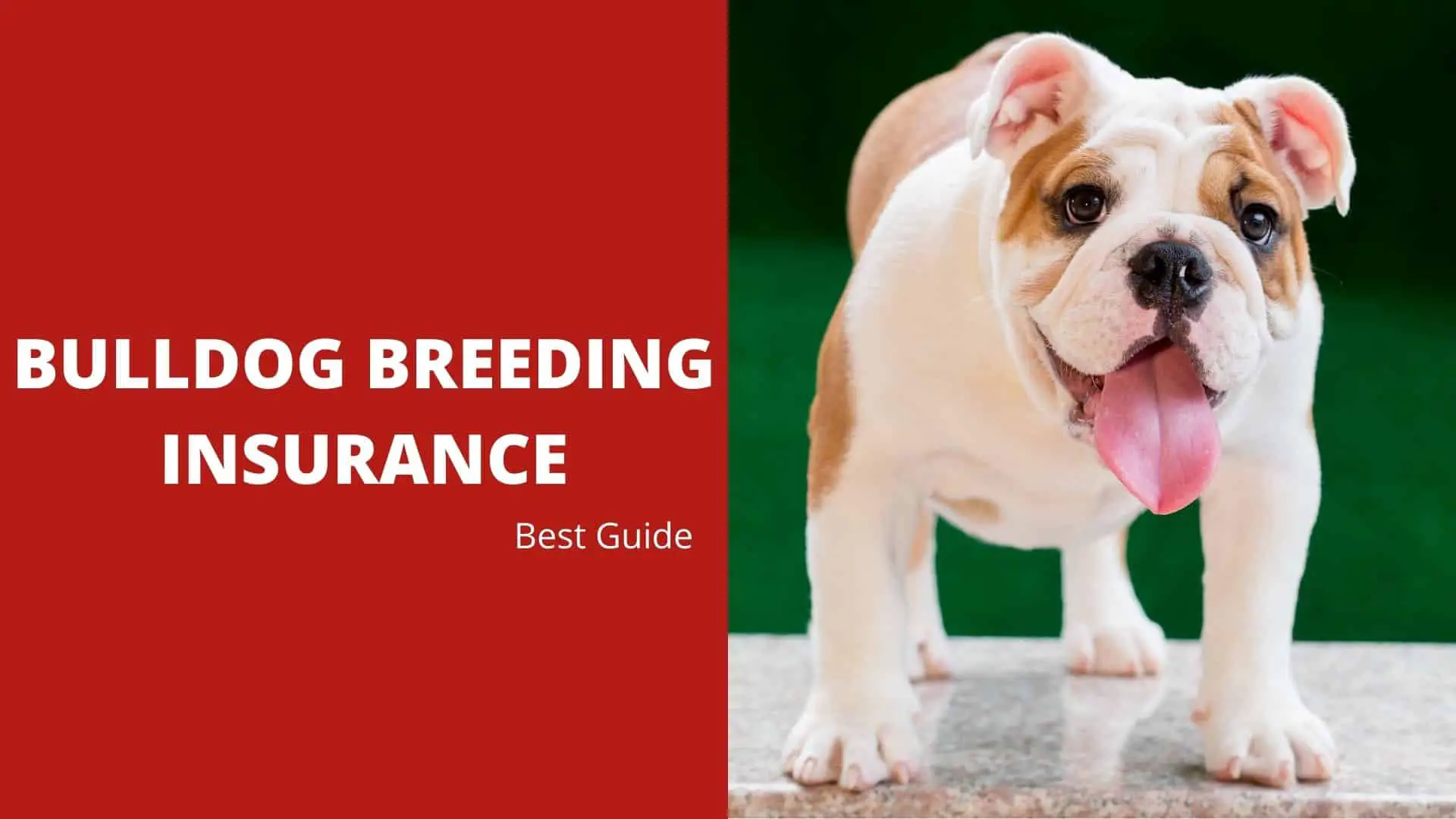 Bulldog Breeding Insurance – Best Guide 2022
