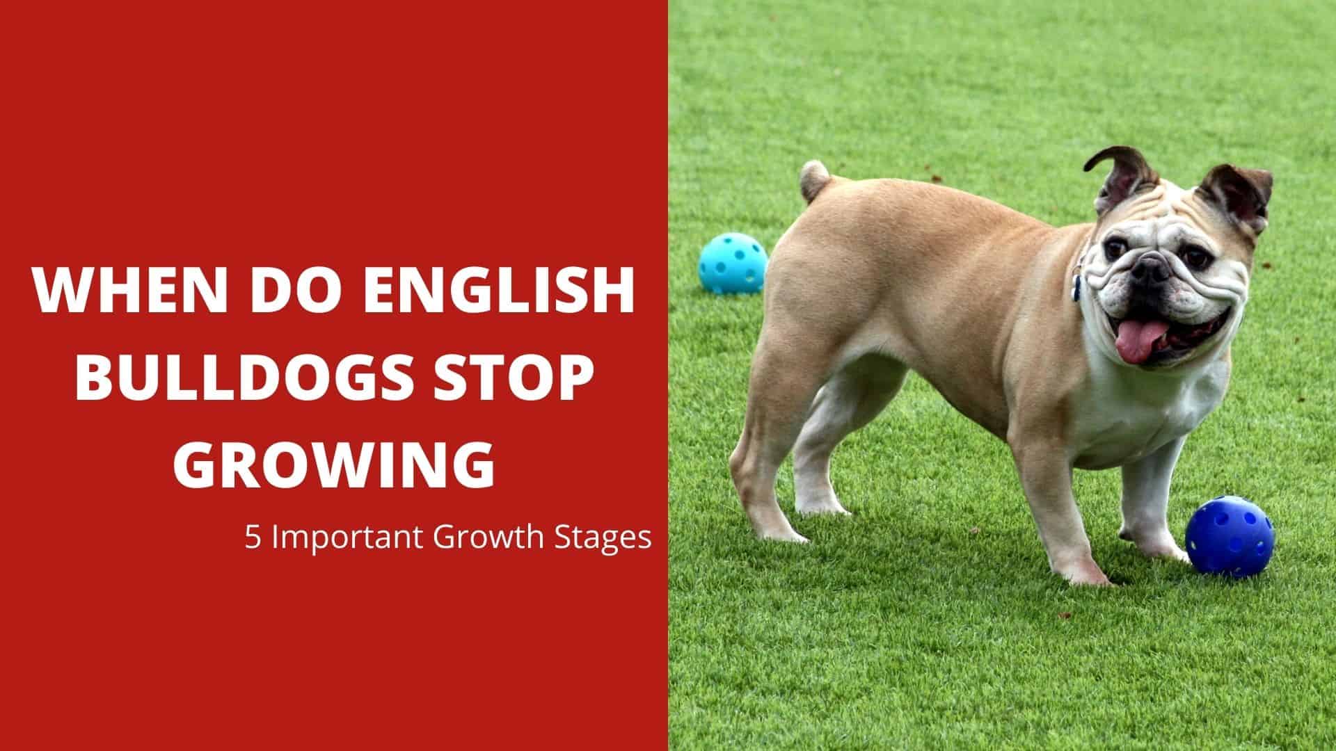 When Do English Bulldogs Stop Growing – 5 Important Growth Stages