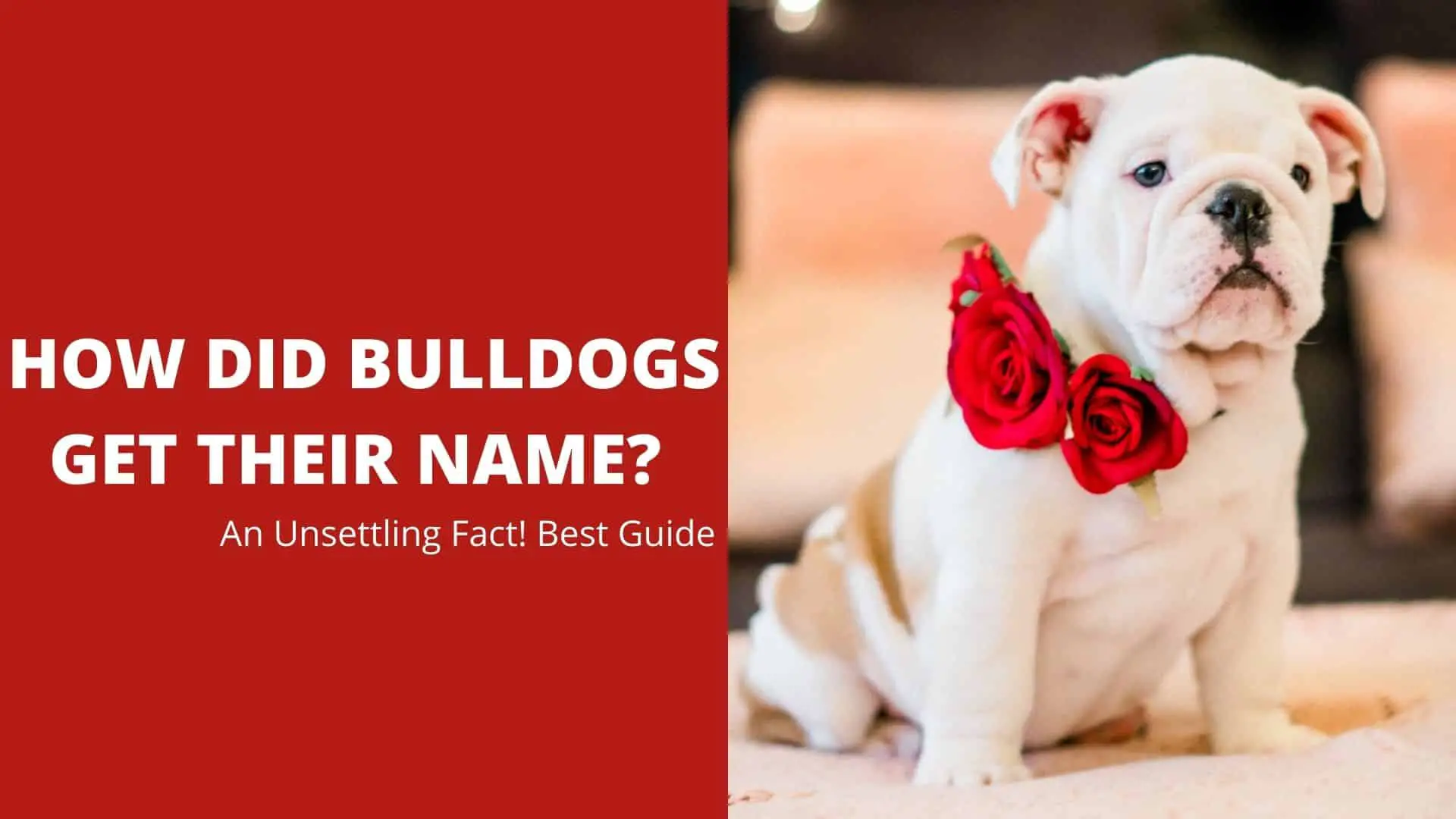 How Did Bulldogs Get Their Name? An Unsettling Fact! Best Guide 2022