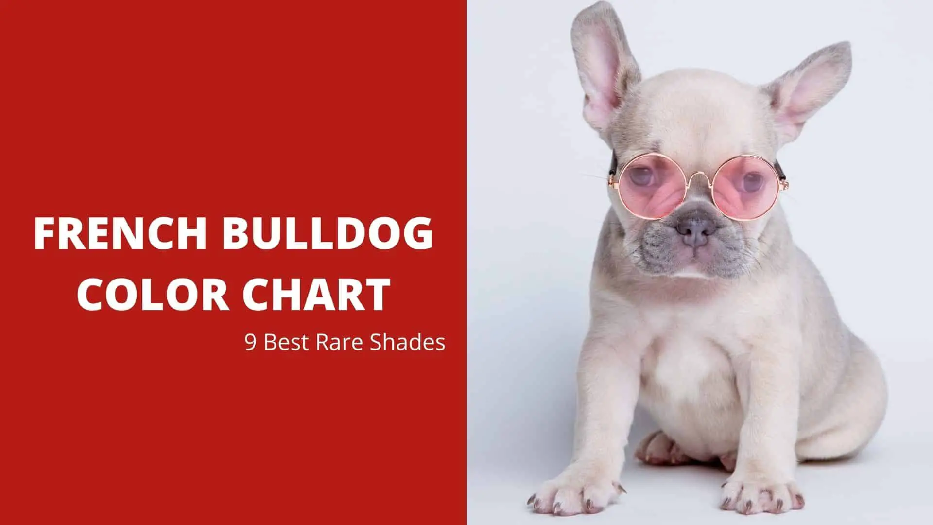 French Bulldog Color Chart - 9 Best Rare Shades - Dog Fluffy