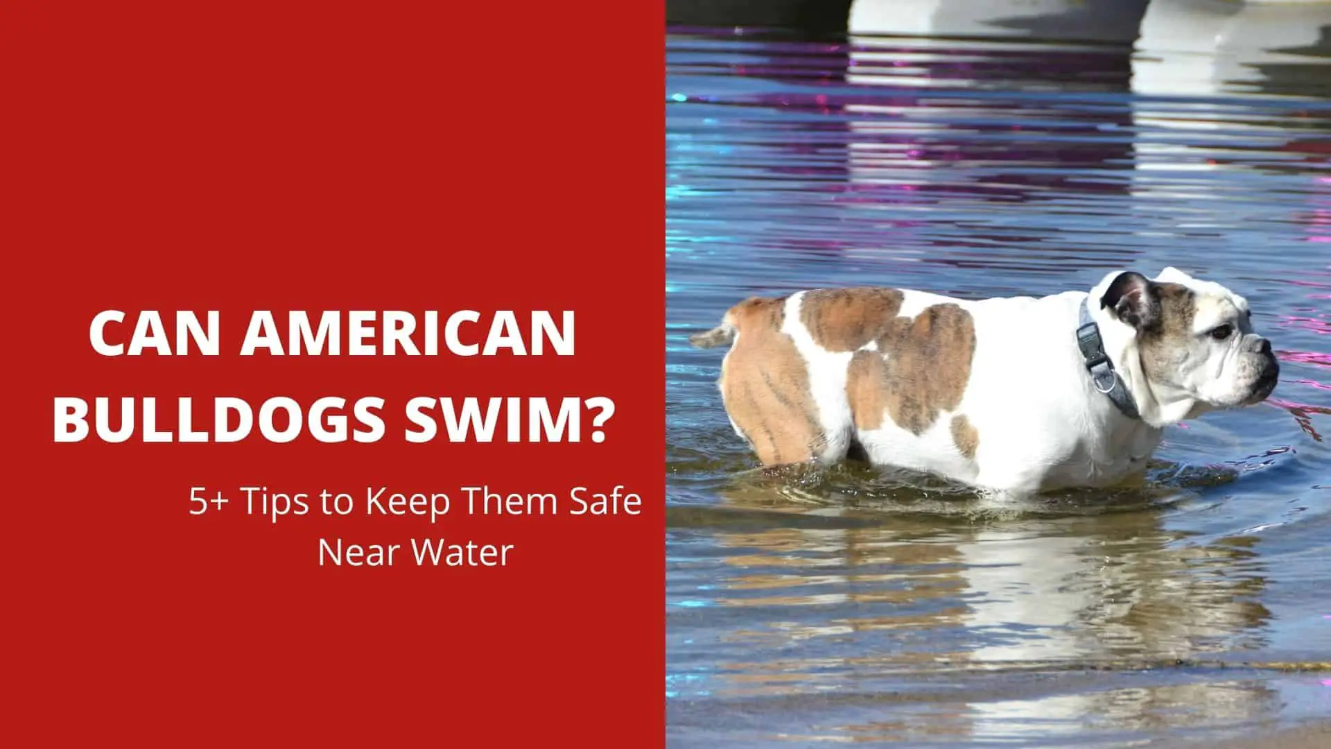Can American Bulldogs Swim? 5+ Tips to Keep Them Safe Near Water