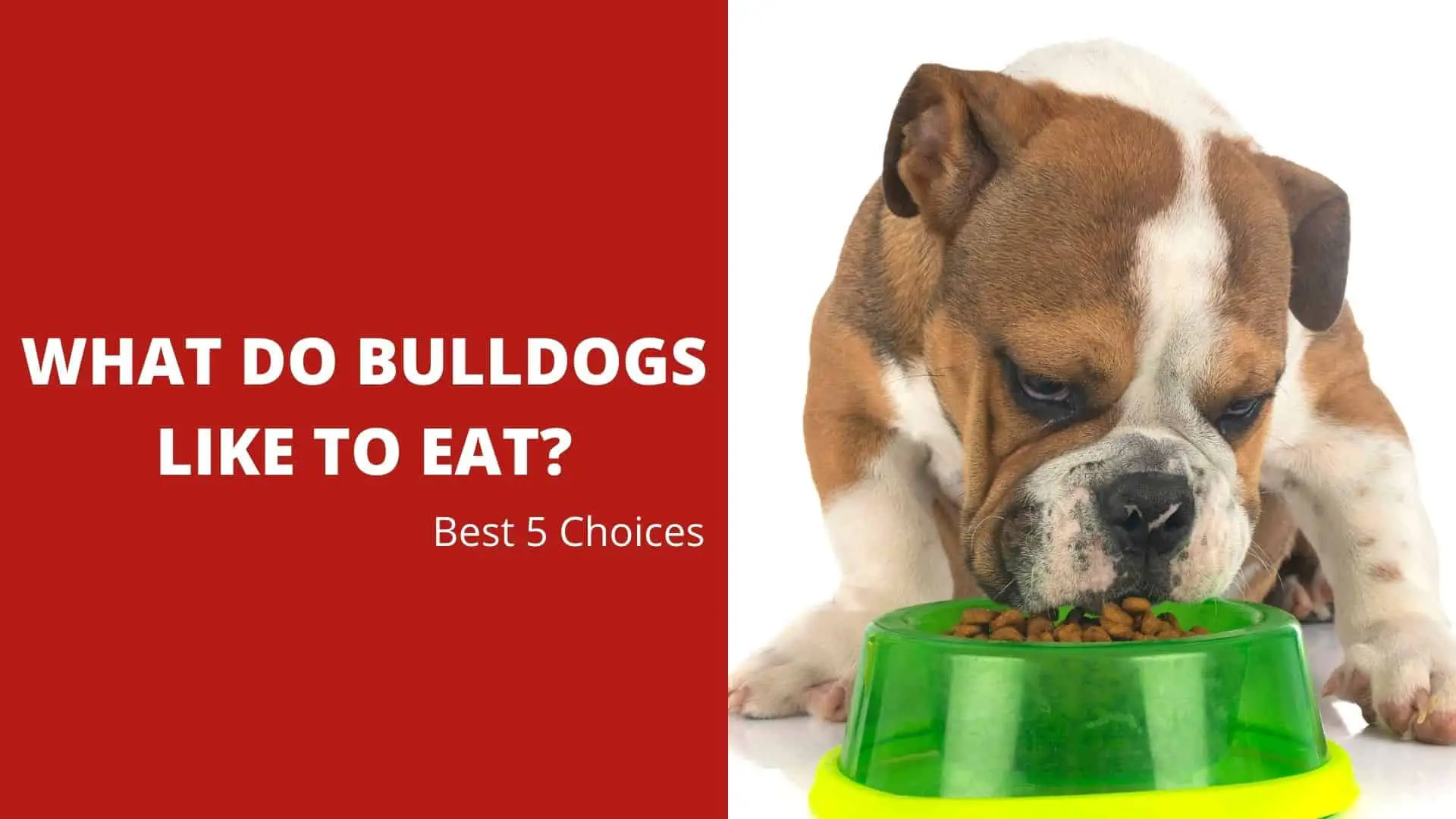 What Do Bulldogs Like To Eat? Best 5 Choices