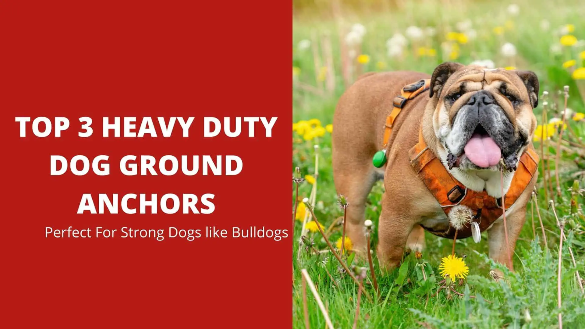 Top 3 Heavy Duty Dog Ground Anchors Perfect For Strong Dogs like Bulldogs