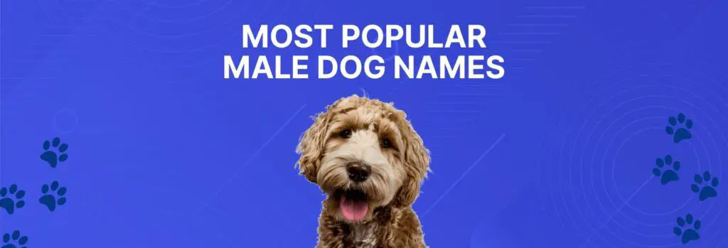 20 Most Popular Male Dog Names (1536 × 523 px)