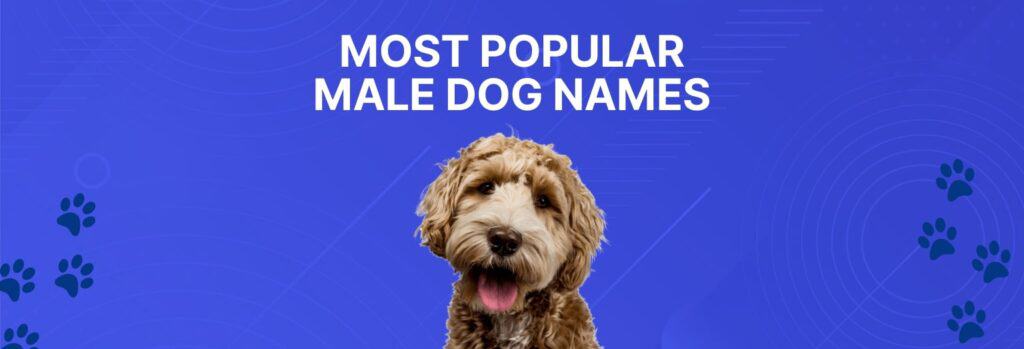 20 Most Popular Male Dog Names (1536 × 523 px)