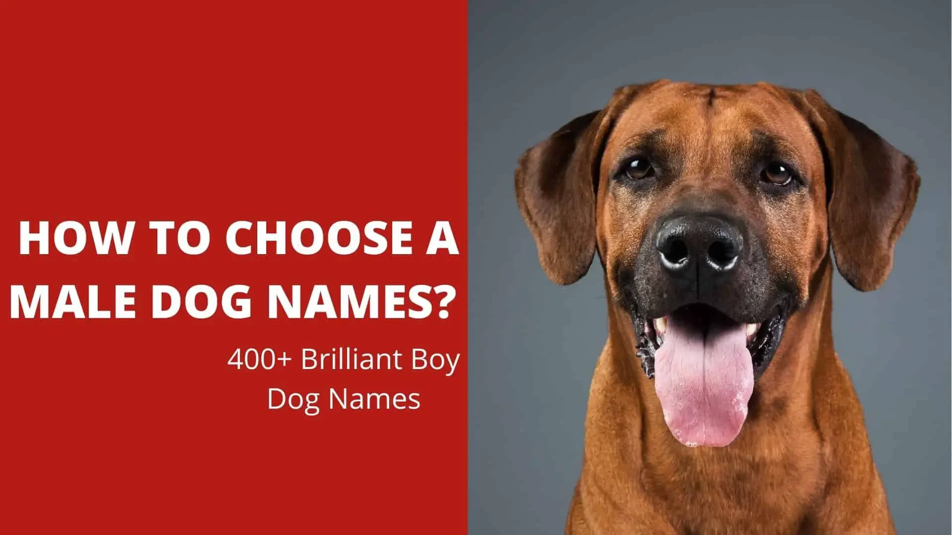How To Choose A Male Dog Names? 400+ Brilliant Boy Dog Names