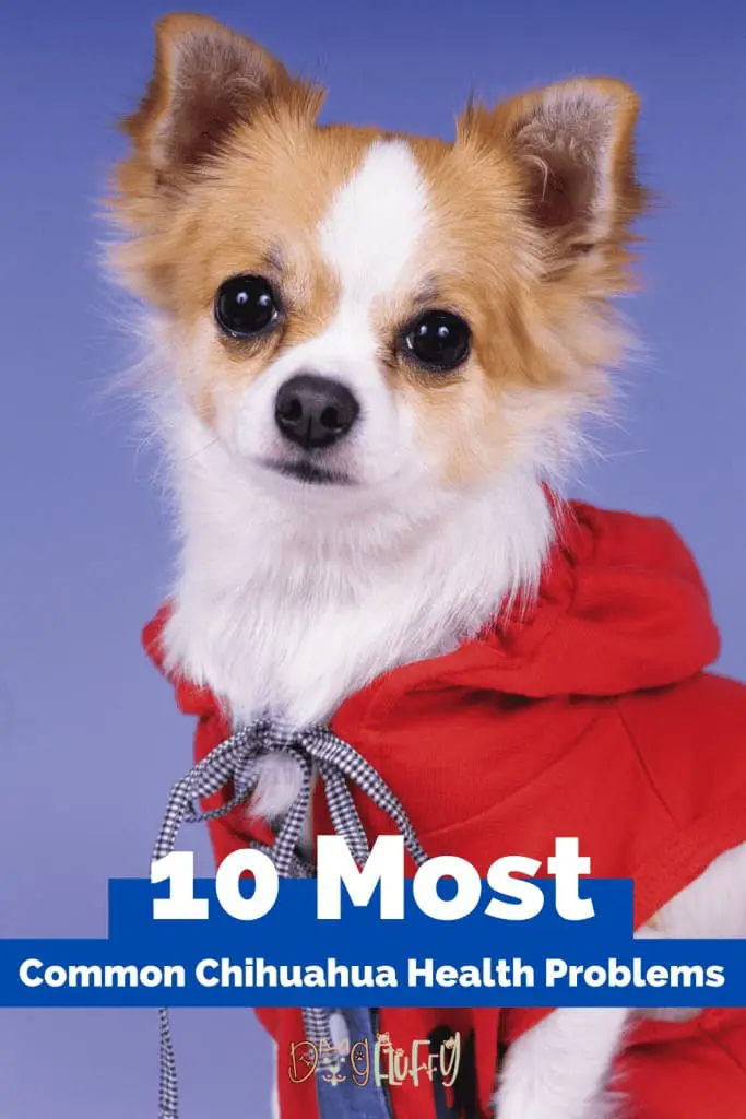 10 Most Common Chihuahua Health Problems Best