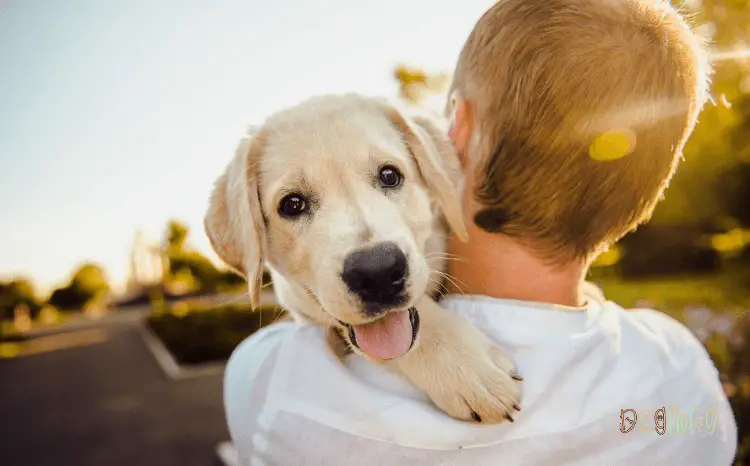 7 Ways to Make Your Dog Feel Special