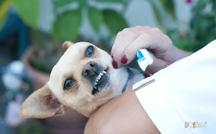 Common Chihuahua Health Problems - Dental Disease