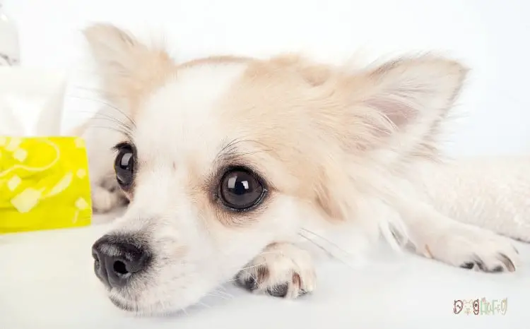 Common Chihuahua Health Problems Glaucoma