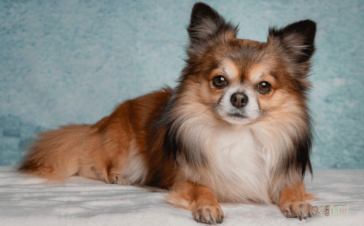 Common Chihuahua Health Problems - Hypoglycemia 