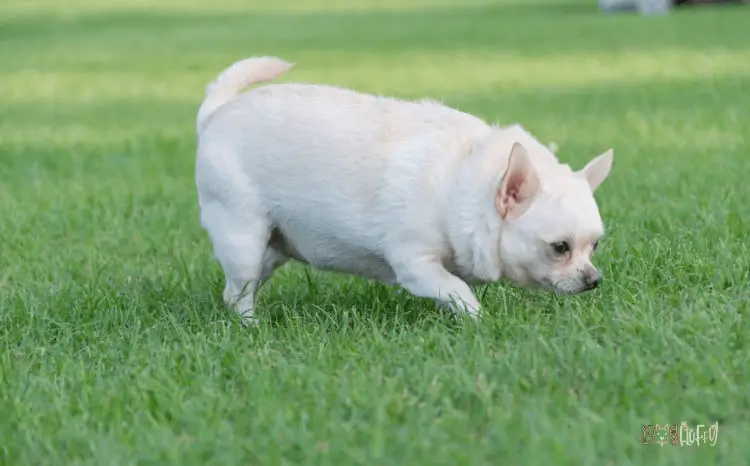 Common Chihuahua Health Problems Obesity