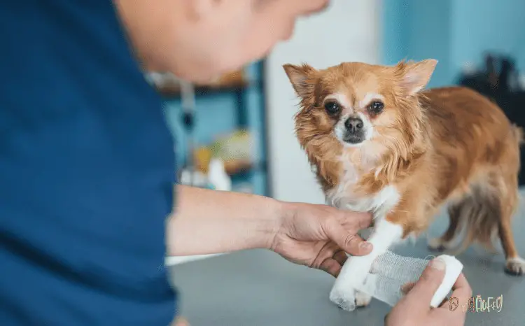 Common Chihuahua Health Problems Spinal Injuries