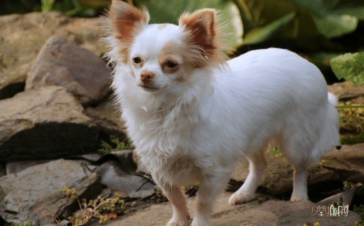 Common Chihuahua Health Problems flu