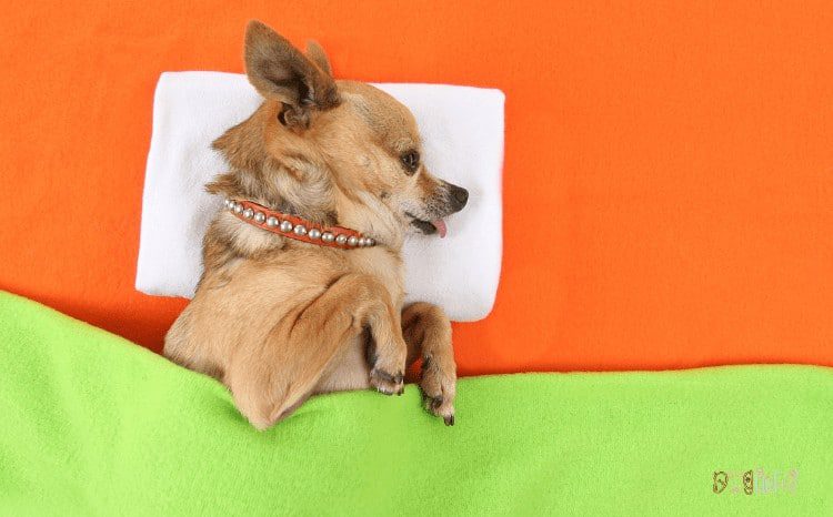 Common Chihuahua Health Problems internal