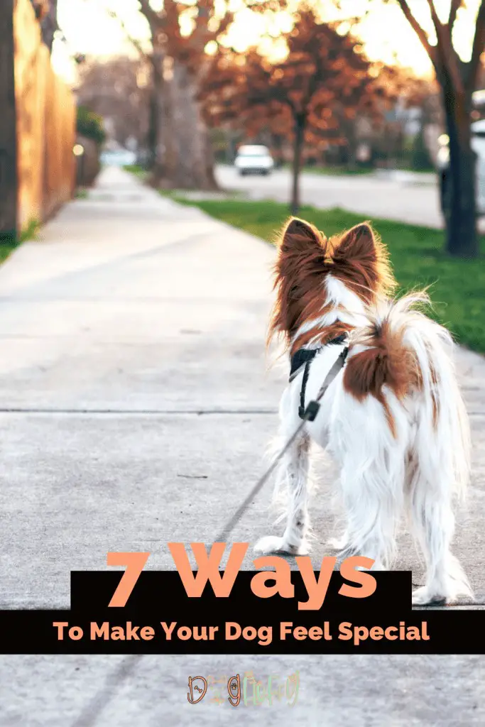 Ways To Make Your Dog Feel Special Pin Website
