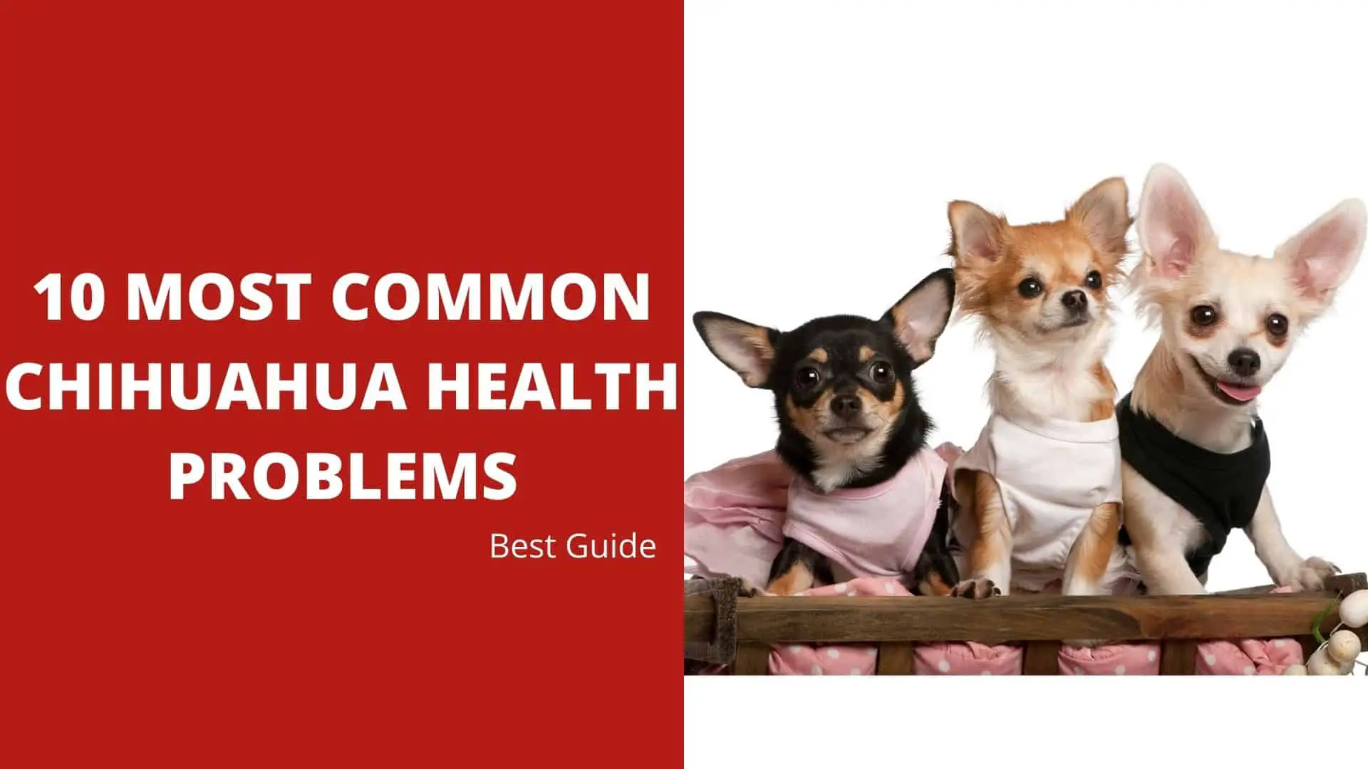 10 Most Common Chihuahua Health Problems Best Guide