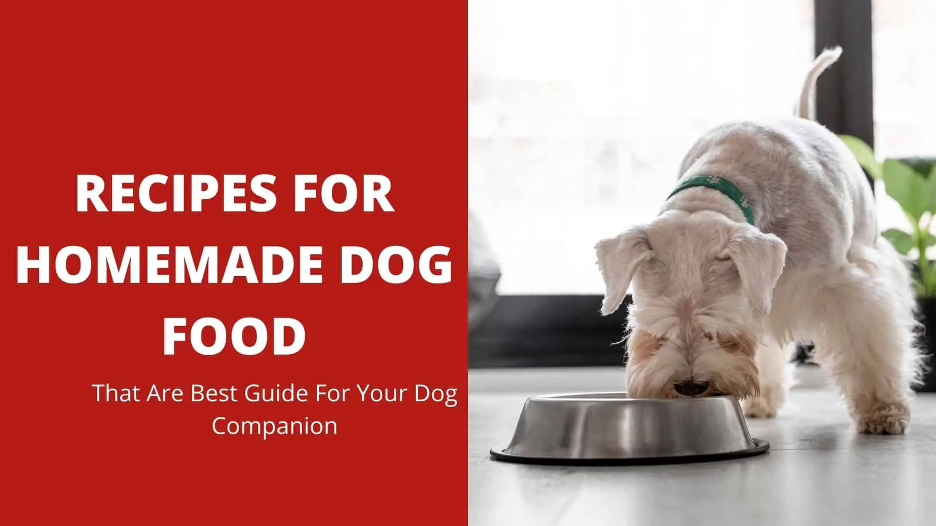 Recipes For Homemade Dog Food That Are Best Guide For Your Dog Companion 2022