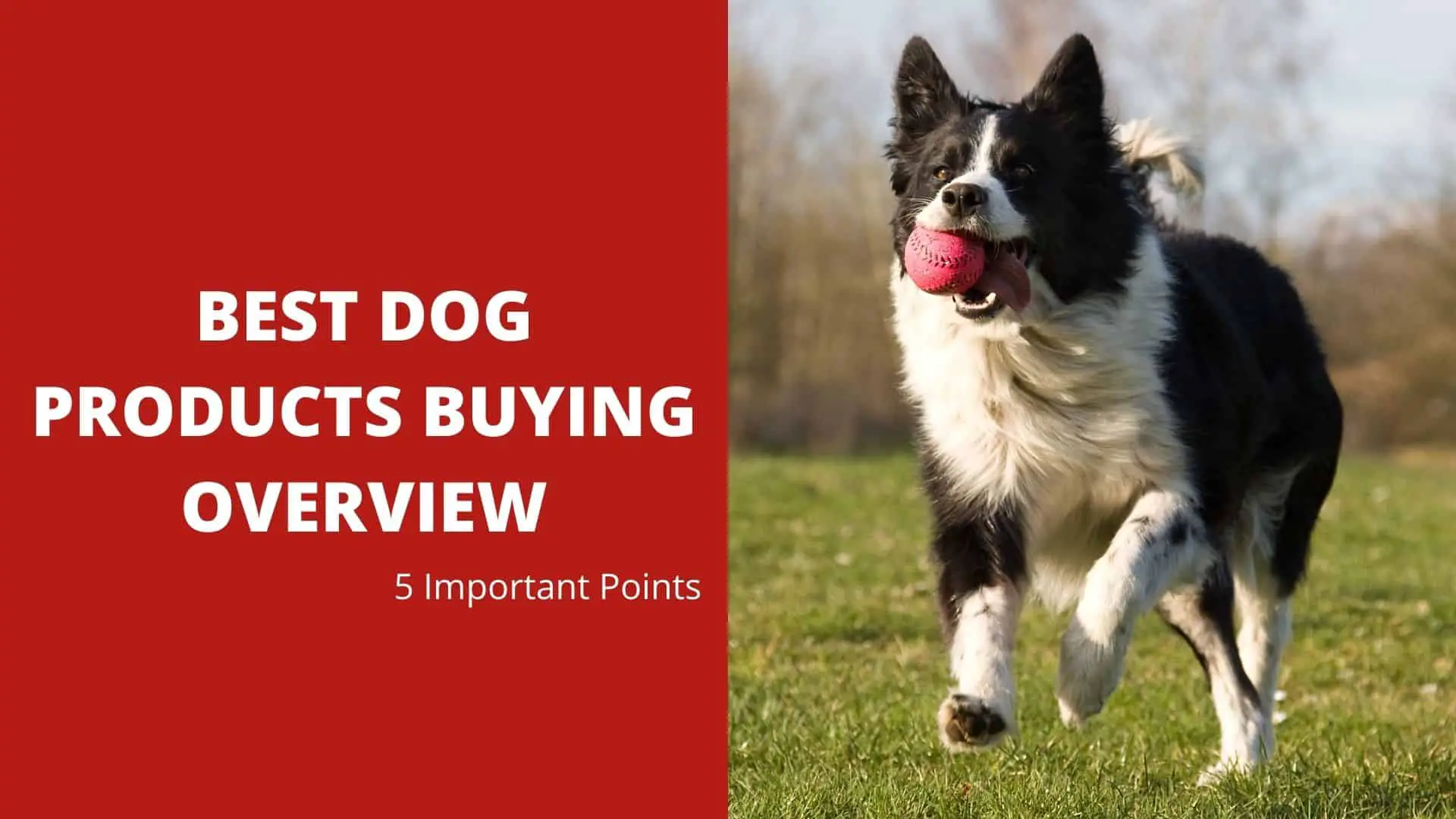 Best Dog Products Buying Overview – 5 Important Points