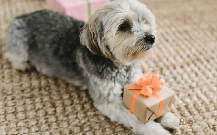 Best 50 Gift Ideas for Dog Lovers