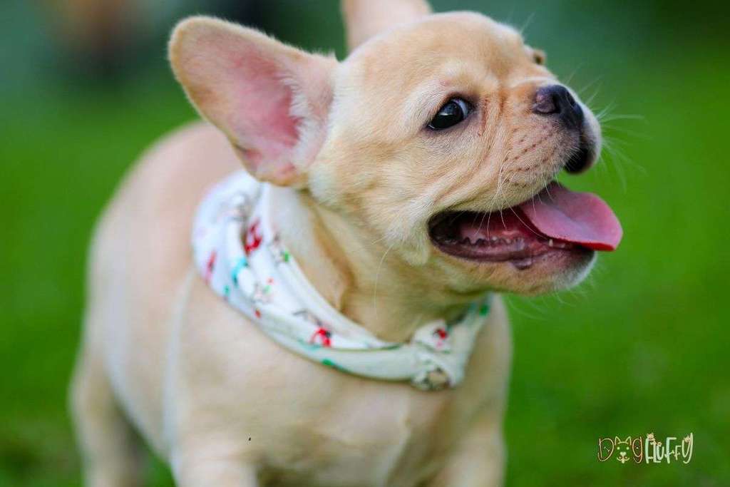 Top 10 Best Dog Foods For French Bulldogs – Reviews