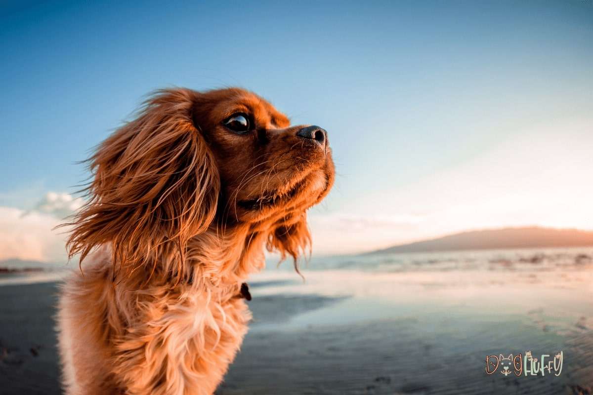 Best 80 Dog Names Starts With A