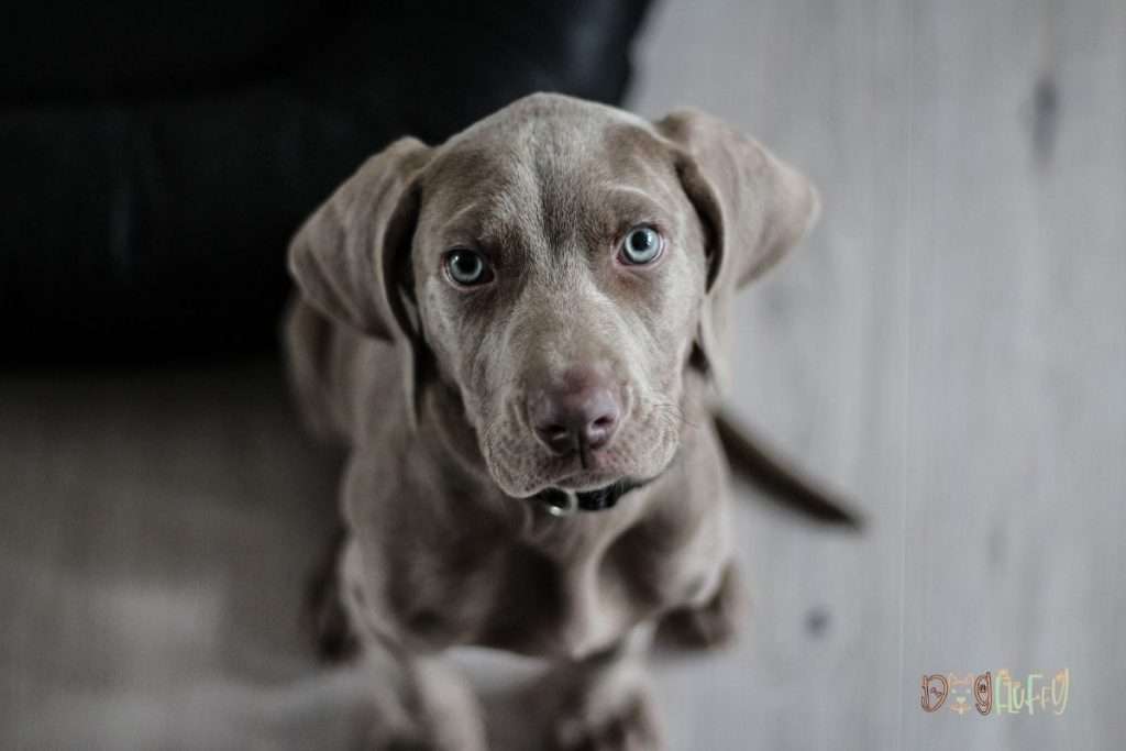 Can dog food add to tear stains