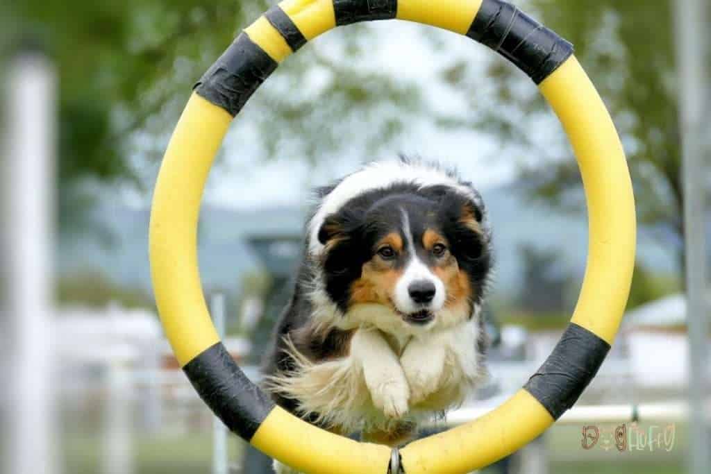 Dog Fluffy Training Resources