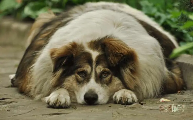 Dog Food For Weight Loss: 4 Top Ingredients To Check Price 3 Dog Food For Weight Loss Program