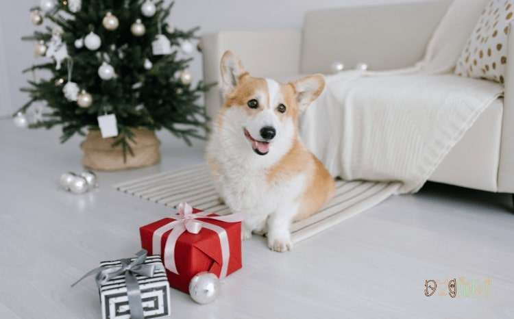 Gift Ideas for Dog Lovers