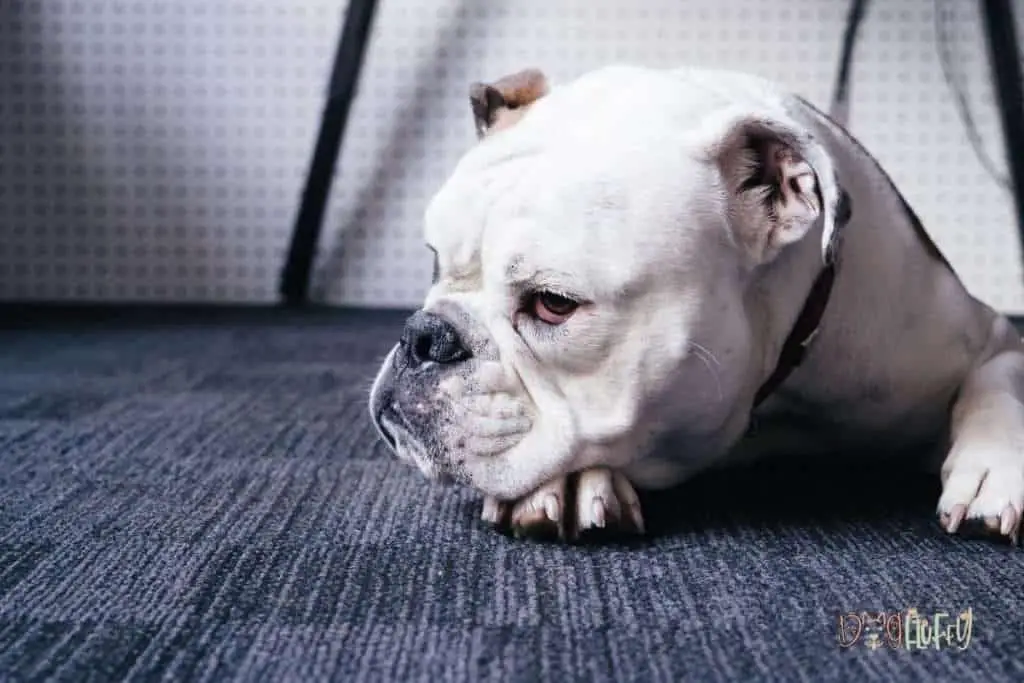 Living With an English Bulldog - Its Health Concerns