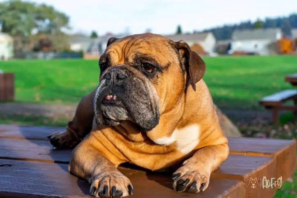 Living With an English Bulldog - Its Nature
