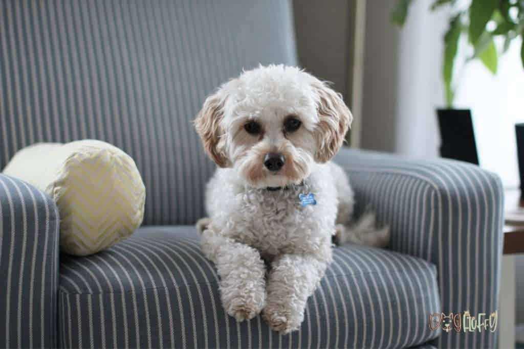 Select The Best Dog Foods For Cavapoo Dog Fluffy