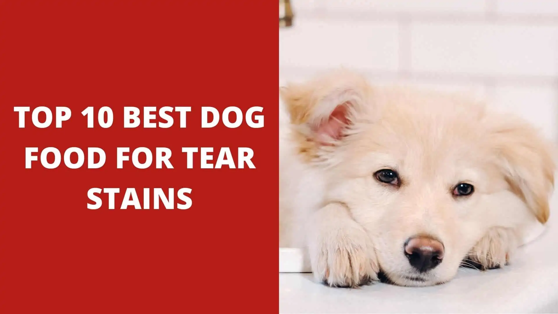 Top 10 Best Dog Food For Tear Stains