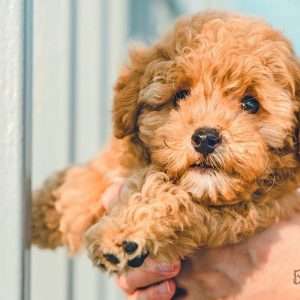Top 10 Best Dog Foods for Cavapoo - Dog Fluffy