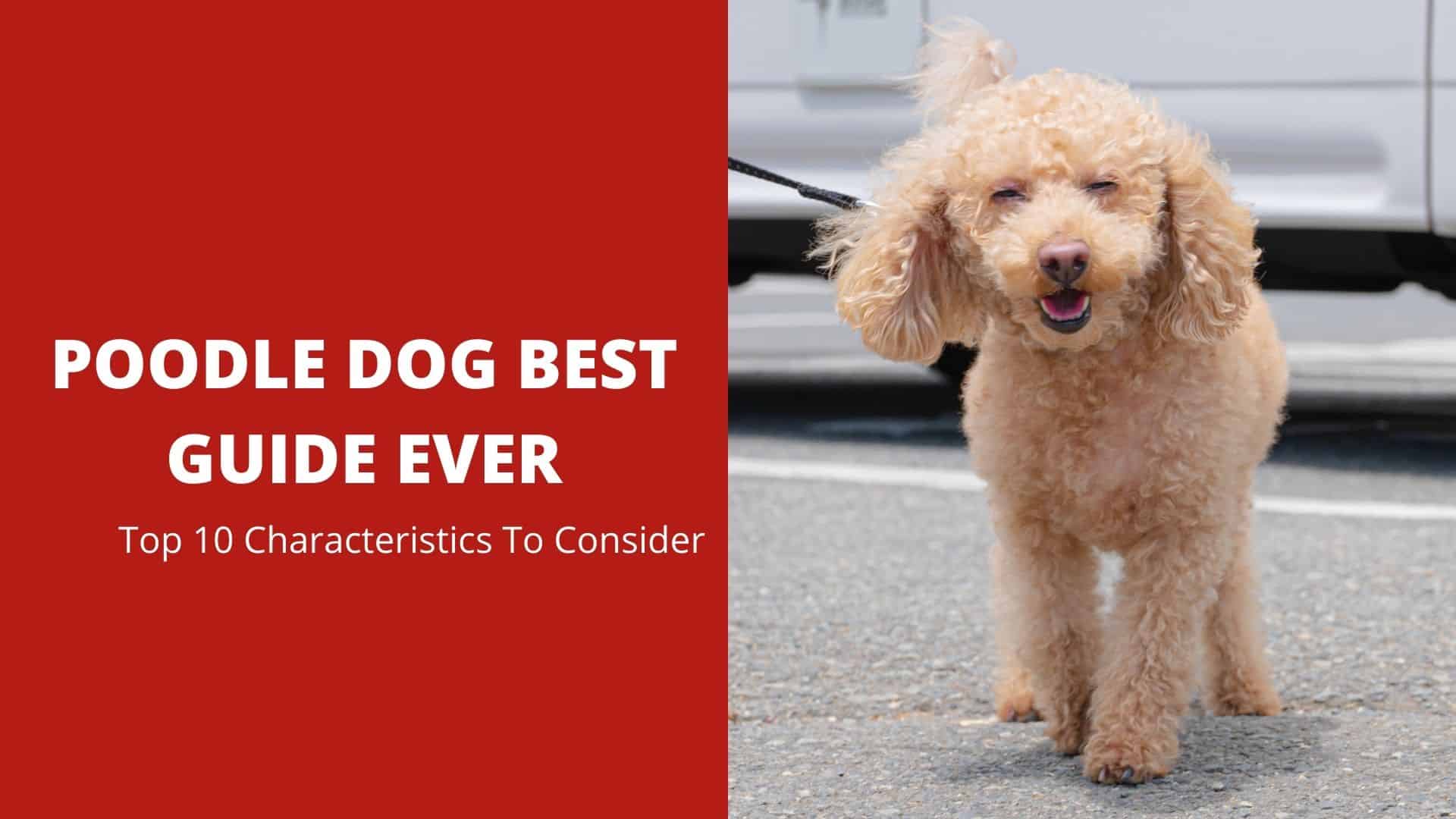 Poodle Dog Best Guide Ever – Top 10 Characteristics To Consider
