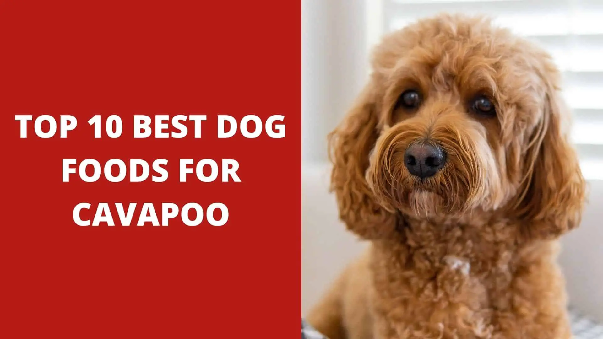 Top 10 Best Dog Foods for Cavapoo [ 2022 Reviews ]