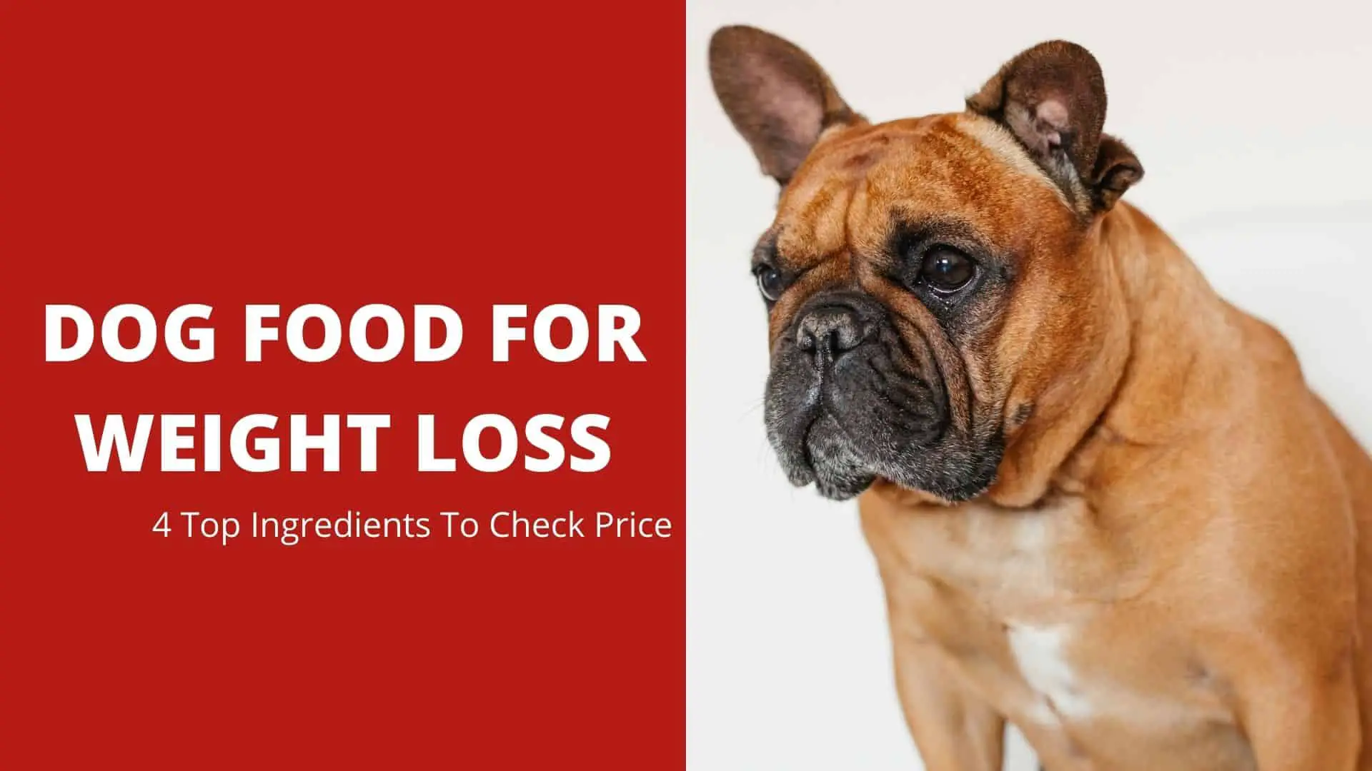 Dog Food For Weight Loss: 4 Top Ingredients To Check Price