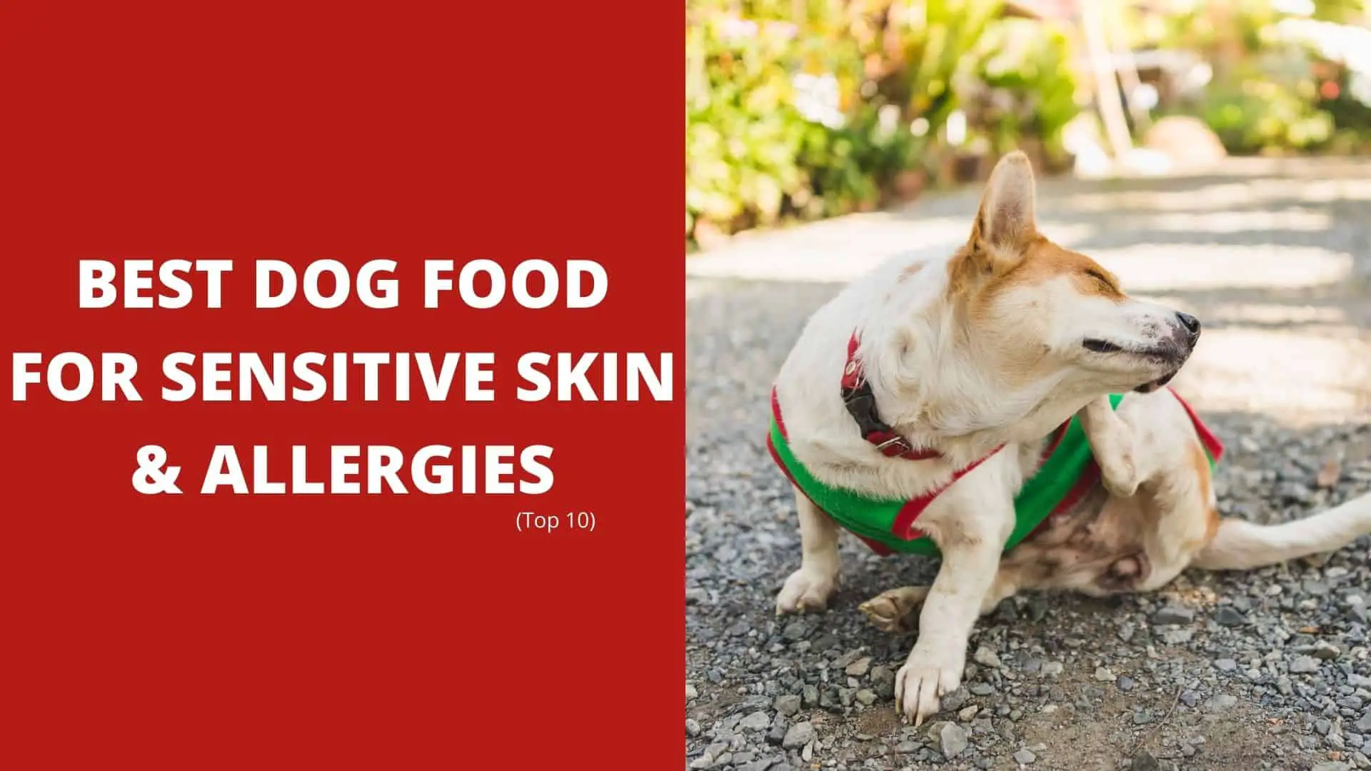 Best dog food for sensitive skin