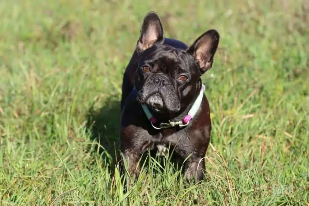 Here Are The Top 10 Best Dog Food For French Bulldogs - Dog Fluffy