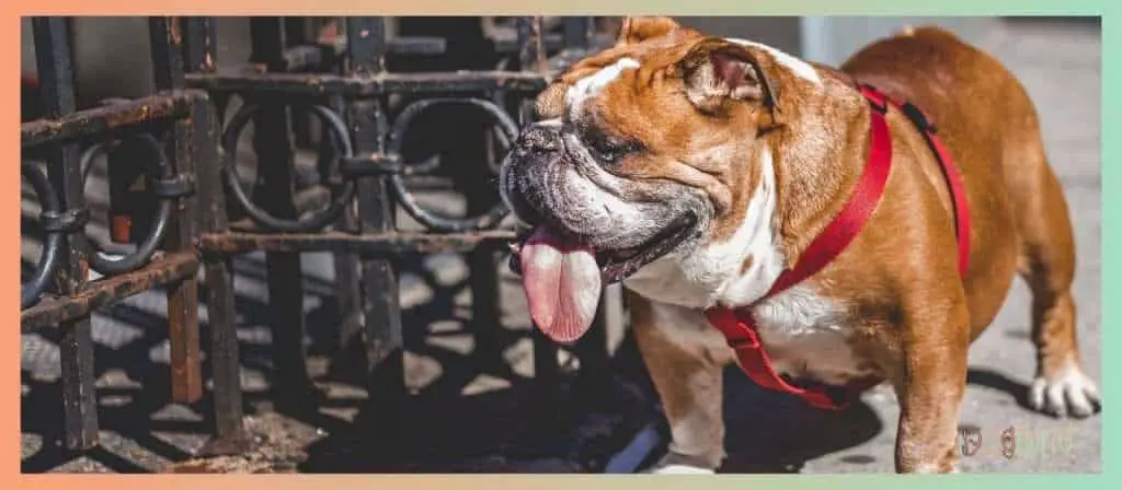 How Many Puppies Do English Bulldogs Have? Best Guide 2021