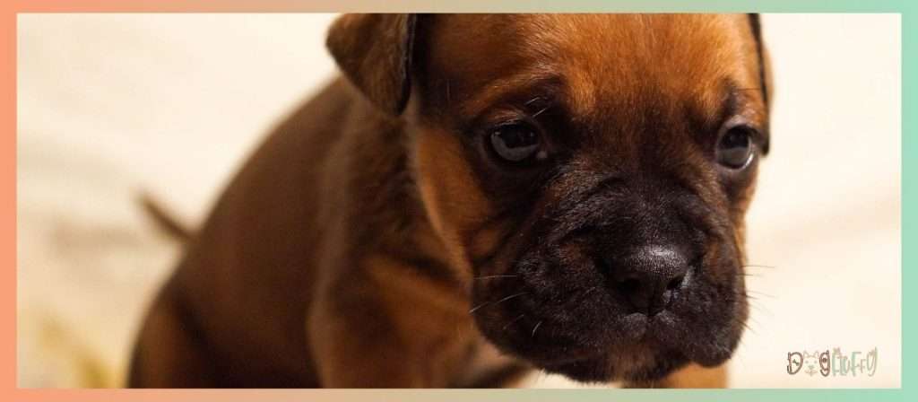 How Many Puppies Do English Bulldogs Have? Best Guide 4 Is It Possible For My English Bulldog To Give Birth Naturally