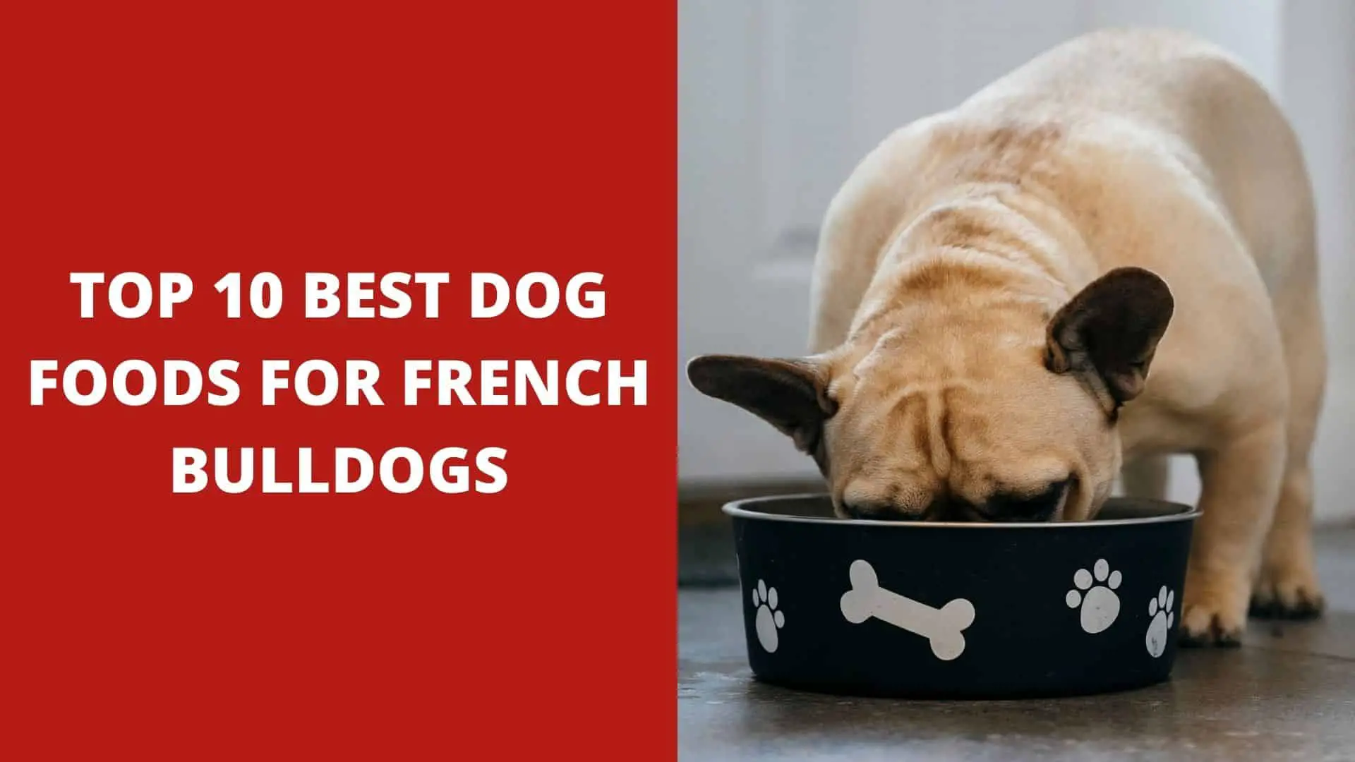 Top 10 Best Dog Foods For French Bulldogs – Reviews